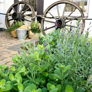Außenansichten Gasthaus Clappertons Speisekammer Lavendel vorne, Hintergrund Räder, Terrasse
